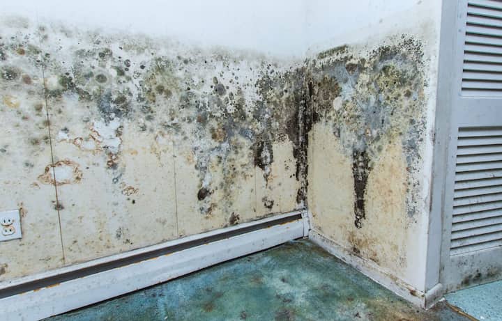 mold removal warwick